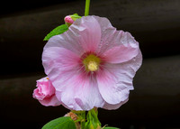 01,SE154,DP,Hollyhock.jpg
