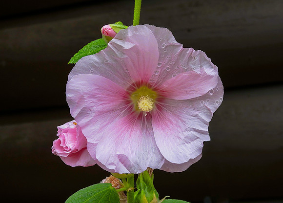 01,SE154,DP,Hollyhock.jpg