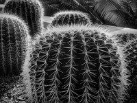 01,SE123,DB,Cactus.jpg