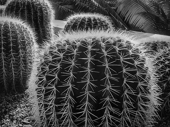 01,SE123,DB,Cactus.jpg