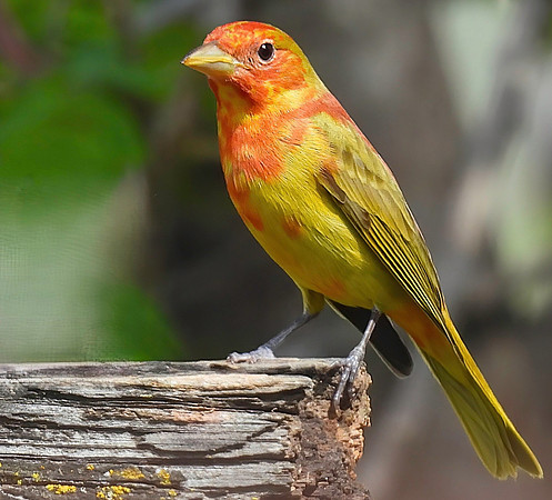 03,SE041,DP,Summer_Tanager_No2.jpg