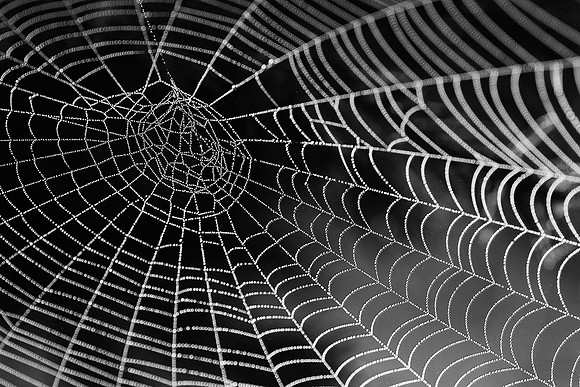 03,SE029,DB,The_Web.jpg