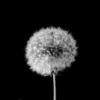 02,SE123,DB,Dandelion.jpg