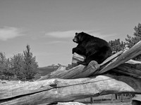 01,SE017,DB,Brown_Bear_Bear_Country.jpg