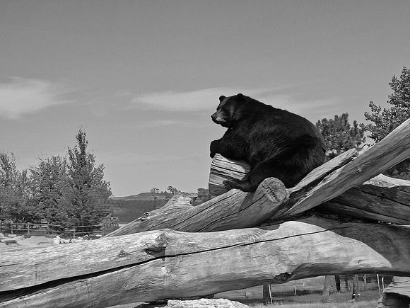 01,SE017,DB,Brown_Bear_Bear_Country.jpg