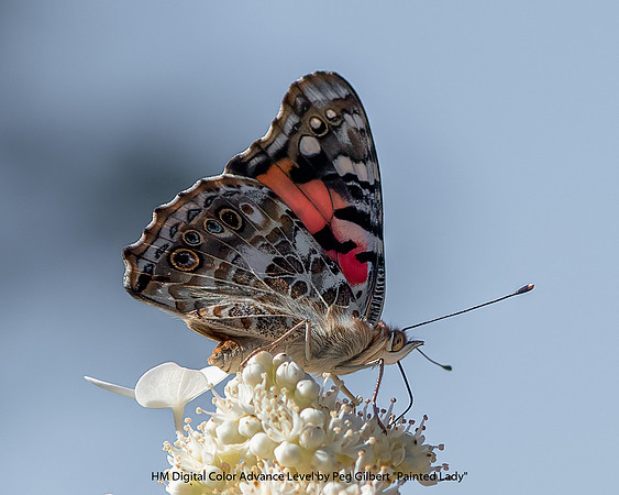 HM Digital Color Advance Level by Peg Gilbert - Painted Lady