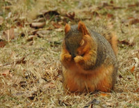 01,SE017,DP,Squirrel_Praying.jpg