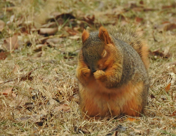 01,SE017,DP,Squirrel_Praying.jpg