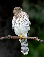 01,SE120,DP,You_Ruffle_My_Feathers.jpg
