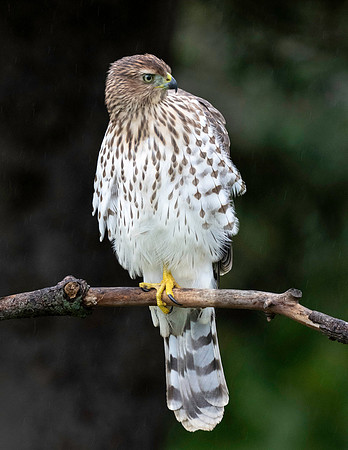 01,SE120,DP,You_Ruffle_My_Feathers.jpg