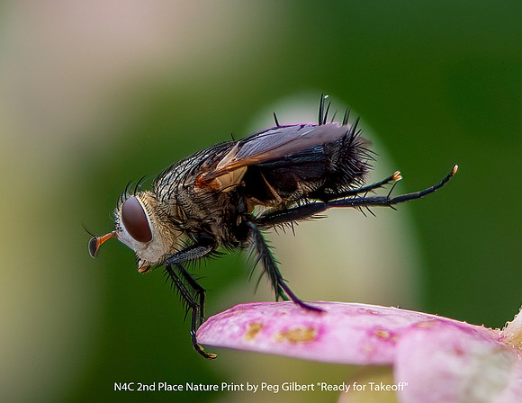 N4C 2nd Place Nature Print by Peg Gilbert - Ready For Takeoff