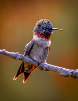 01,SE119,DP,Beautiful_Visitor.jpg