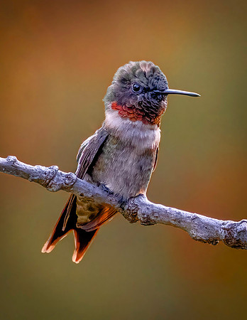 01,SE119,DP,Beautiful_Visitor.jpg