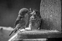 HM B&W Advance Level by Douglas Conrad - Bluebird Bond
