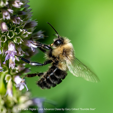 3rd Place Digital Color Advance Class by Gary Gilbert - Bumble Bee