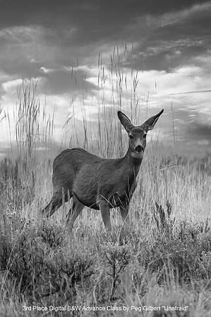 3rd Place Digital B&W Advance Class by Peg Gilbert - Unafraid