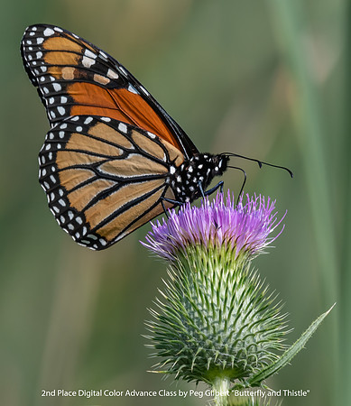 2nd Place Digital Color Advance Class by Peg Gilbert - Butterfly and Thistle