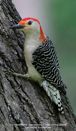 3rd Place Digital Color Advance Level by Peg Gilbert - Red-bellied Woodpecker