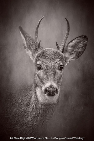 1st Place Digital B and W Advance Class by Douglas Conrad - Yearling
