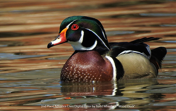 2nd Place Advance Class Digital Color by Todd Wheelock - Wood Duck