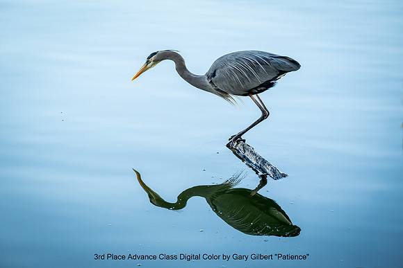 3rd Place Advance Class Digital Color by Gary Gilbert - Patience