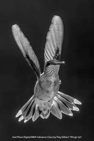 2nd Place Digital B&W Advance Class by Peg Gilbert - Wings Up
