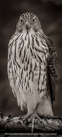 HM Digital B&W Advance Class by Gary Gilbert - Just Looking