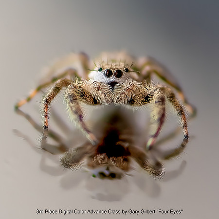 3rd Place Digital Color Advance Class by Gary Gilbert - Four Eyes