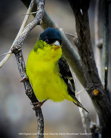 HM Digital Color Advance Class by Denis Hirschman - Goldfinch