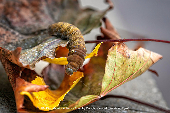 HM Digital Color Advance Class by Douglas Conrad - Deceiving Eyes