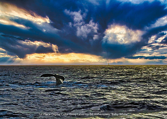 1st Place Digital Color Entry Level by Ed Hohenstein - Baby White