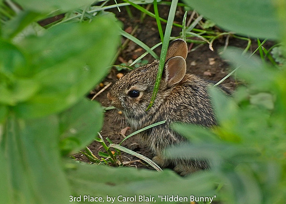 3rd Place, by Carol Blair, "Hidden Bunny"
