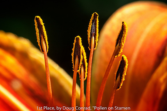 1st Place By Doug Conrad "Pollen on Stamen"