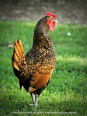 1st Place Digital Color Entry Level by Teresa Hebert - No Spring Chicken.jpg