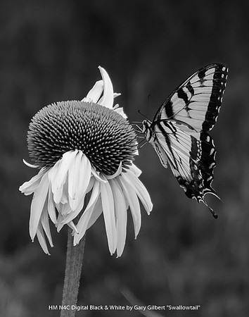 HM N4C Digital B&W by Gary Gilbert - Swallowtail.jpg