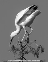 1st Place Digital B&W By Gary Gilbert - "Looking Closely"