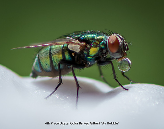 4th Place Digital Color By Peg Gilbert - "Air Bubble"