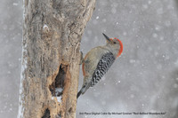 3rd Place Digital Color By Michael Greiner - "Red-Bellied Woodpecker"