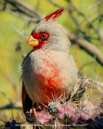 HM Digital Color Advance Class by Denis Hirschman _ Pyrrhuloxia