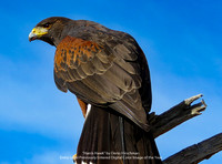 Harris Hawk by Denis Hirschman