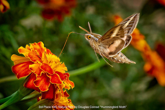 3rd Place N4C Nature Print by Douglas Conrad - Hummingbird Moth.jpg