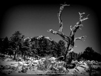Twisted Pine by Denis Hirschman