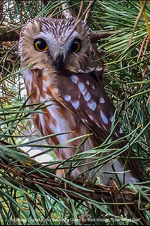 3rd Place Digital Color Advance Class by Ron Nicolls - Saw Whet Owl.jpg