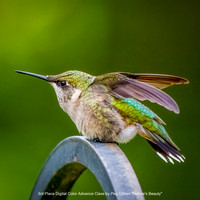 3rd Place Digital Color Advance Class by Peg Gilbert - Nature's Beauty.jpg