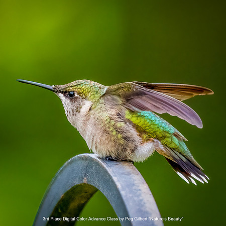 3rd Place Digital Color Advance Class by Peg Gilbert - Nature's Beauty.jpg