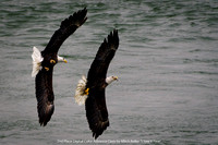 2nd Place Digital Color Advance Class by Mitch Keller - I Saw it First.jpg