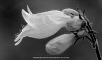 HM Digital B&W Advance Class by Peg Gilbert - Just Opened.jpg
