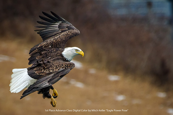 1st Place Advance Class Digital Color by Mitch Keller - Eagle Power Pose.jpg
