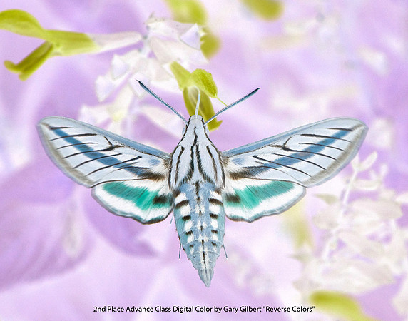 2nd Place Advance Class Digital Color by Gary Gilbert - Reverse Colors.jpg