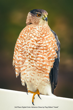 3rd Place Digital Color Advance Class by Peg Gilbert - Hawk